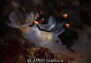 nudibranchia lunch by Afflitti Gianluca 